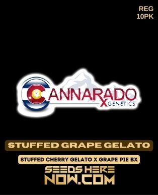 Stuffed Grape Gelato (regular) - Cannarado Genetics