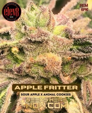 Apple Fritter (feminized) - Elev8 Seeds