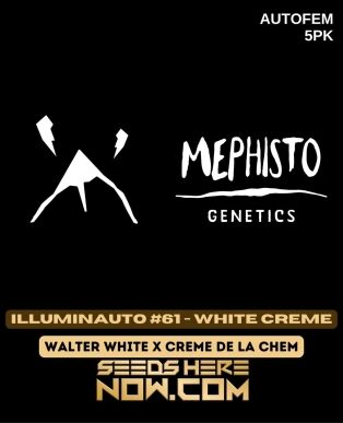 Illuminauto #61-white Creme (autoflower) - Mephisto Genetics