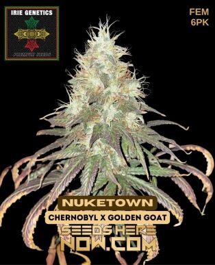Nuketown (feminized) - Irie Genetics