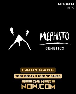 Fairy Cake (autoflower) - Mephisto Genetics