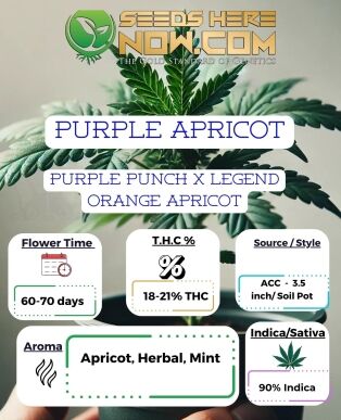 Purple Apricot Clones   
purple Apricot Clones (feminized)  
purple Apricot Clones (autoflower)- Acc