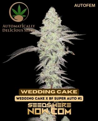 Wedding Cake Auto (autoflower) - Automatically Delicious