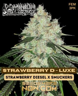 Strawberry D-luxe (feminized) - Dominion Seed Company