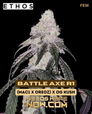 Battle Axe R1 (feminized) - Ethos Genetics