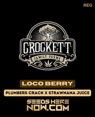 Loco Berry (regular) - Crockett Family Farms