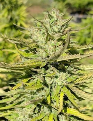 Best-coast-genetics-hang-ten