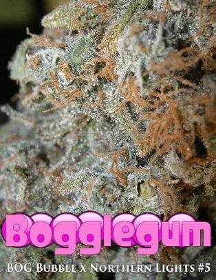 Bog-seeds-bogglegum_aec3ba74-fb98-4da9-b28f-bd906817f53d.jpg