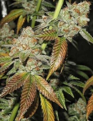 Karma-genetics-skull-cap