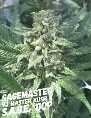 Sagemasta-select-sagemaster_4e183aeb-7dd7-456e-aa89-302a00475408.jpg