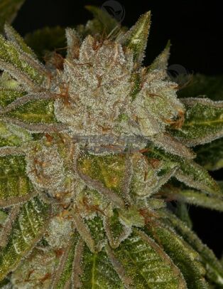 Th-seeds-mk-ultra