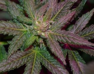 Top-dawg-seeds-star-dawg-ix_0085ecbf-0bdd-4435-bc92-1ae1b284f38f.jpg