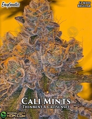 Cali Mints (regular) - Envy Genetics