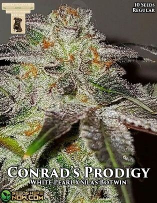 Conrad's Prodigy (regular) - Gibbskutz Genetics