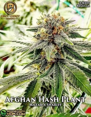 Afghan Hash Plant (regular) - Best Coast Genetics