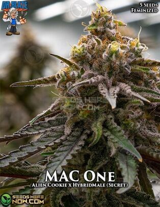 Mac 1 S1 (feminized) - Dr. Blaze