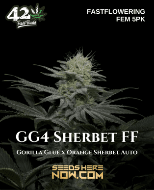 Gg4 Sherbet Ff (feminized) - Fast Buds
