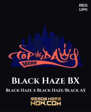 Black Haze Bx (regular) - Top Dawg Seeds