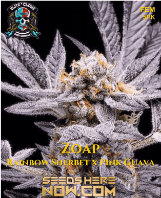 Rude Boy Og S1 (feminized) - Elite Clone Seed Company
