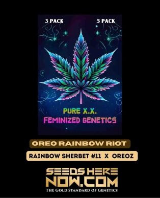Oreo Rainbow Riot (feminized) - Pure Xx