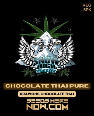 Chocolate Thai Pure (regular) - Snow High Seeds