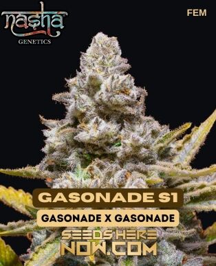 Gasonade S1 (feminized) - Nasha Genetics