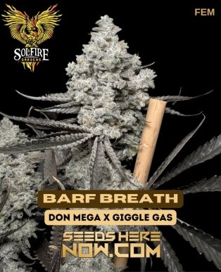 Barf Breath (feminized) - Solfire Gardens