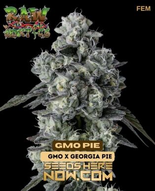Gmo Pie (feminized) - Raw Genetics