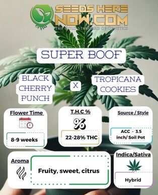 Super Boof Clones - Acc