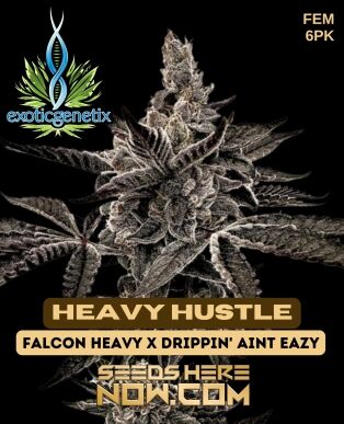 Heavy Hustle (feminized) - Exotic Genetix