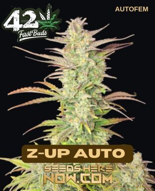 Z-up Auto (autoflower) - Fast Buds