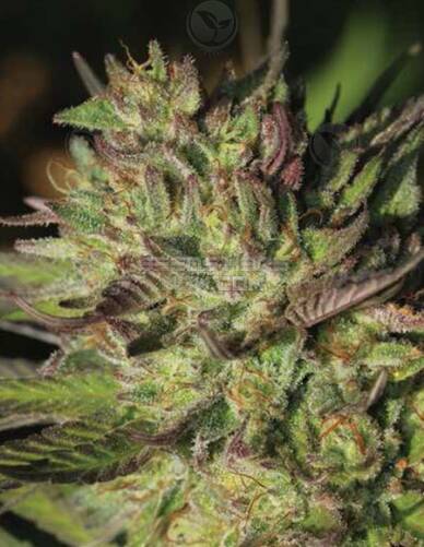 Royal Kush (Feminized) - Humboldt Seed Company