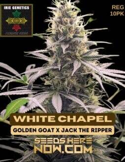 White Chapel (Regular) (space) Irie Genetics