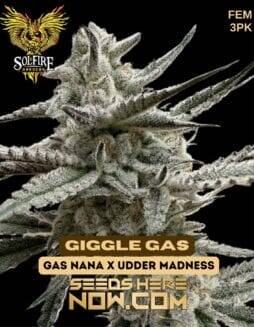 Giggle Gas (Feminized) (space) Solfire Gardens