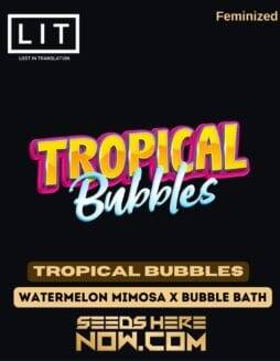 Tropical Bubbles (Feminized) (space) LIT Farms