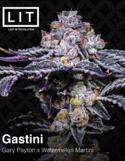 Gastini (Feminized) (space) LIT Farms