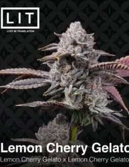 Lemon Cherry Gelato S1 (Feminized) (space) LIT Farms