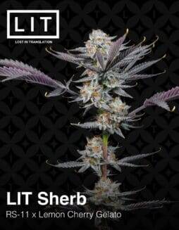 LIT Sherb (Feminized) (space) LIT Farms