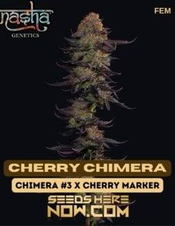 Cherry Chimera (Feminized) (space) Nasha Genetics