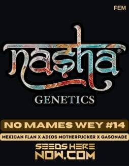 No Mames Wey #14 (Feminized) (space) Nasha Genetics