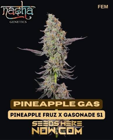 Pineapple Gas (Feminized) - Nasha Genetics