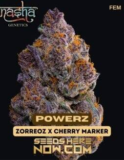 Powerz (Feminized) (space) Nasha Genetics