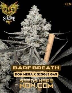 Barf Breath (Feminized) (space) Solfire Gardens