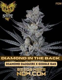 Diamond In The Back (Feminized) (space) Solfire Gardens
