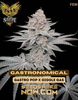 Gastronomical (Feminized) (space) Solfire Gardens