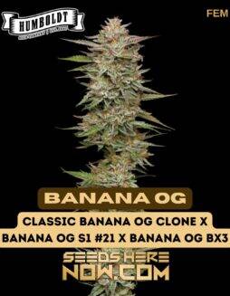 Banana OG (Feminized) (space) Humboldt Seed Company