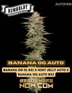 Banana OG Auto (Autoflower) (space) Humboldt Seed Company