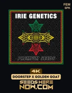 4K Feminized Seeds by Irie Genetics featuring citrus and pine flavors