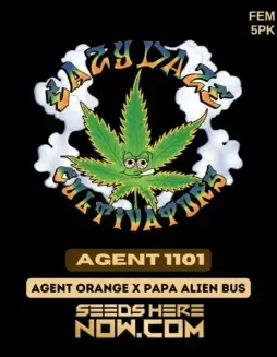 Agent 1101 Feminized Seeds (space) A Balanced Hybrid Strain with Citrus and Earthy Notes