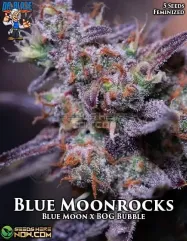 Blue Moonrocks S1 Feminized Seeds - Earthy and Citrus Aroma